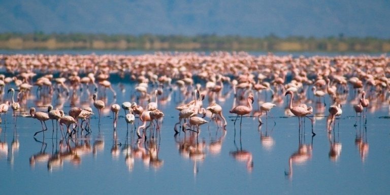 6 DAYS SAFARI NGORONGORO, LAKE MANYARA ,LAKE EYASI AND LAKE NATRON