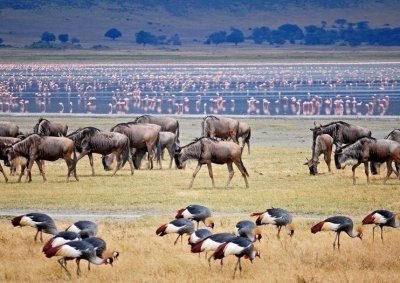 6 DAYS SAFARI NGORONGORO, LAKE MANYARA ,LAKE EYASI AND LAKE NATRON