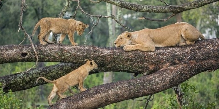 5 DAYS SAFARI TOUR PROGRAM WITH NGORONGORO| LAKE EYASI AND LAKE NATRON