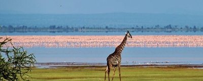 5 DAYS SAFARI TOUR PROGRAM WITH NGORONGORO| LAKE EYASI AND LAKE NATRON