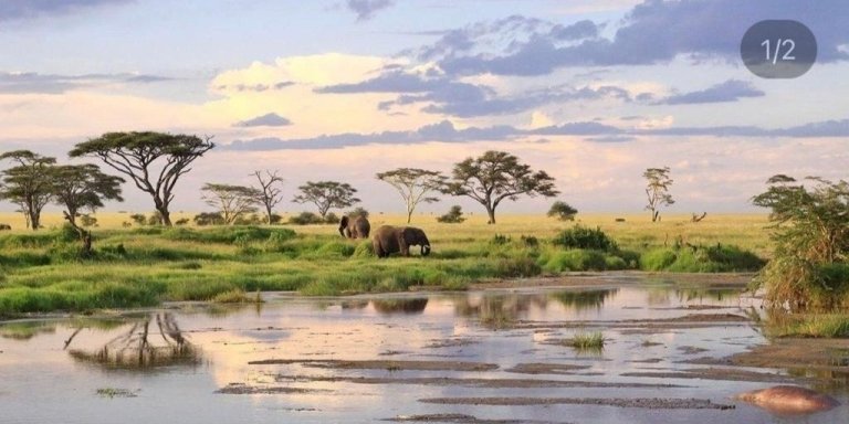 7 DAYS  MARA RIVER CROSSING, GREAT TANZANIA NORTHERN SERENGETI SAFARI