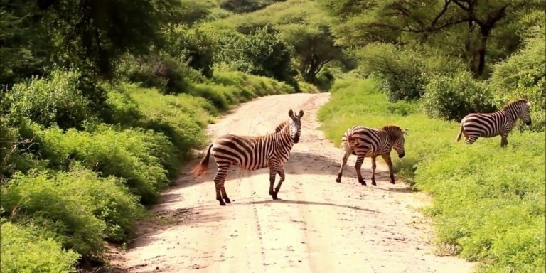 6 DAYS NORTHERN SERENGETI MIGRATION SAFARI IN SERENGETI AND NGORONGORO