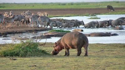 5 DAYS SAFARI MIGRATION (MARA RIVER CROSSING),SERENGETI AND NGORONGORO