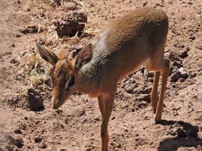 5 DAYS BUDGET CAMPING SAFARIS TARANGIRE,SERENGETI,NGORONGORO AND EYASI