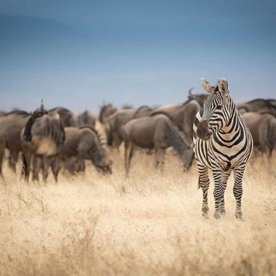 5 DAYS WILDEBEEST MIGRATION,CALVING SEASON NGORONGORO AND TARANGIRE