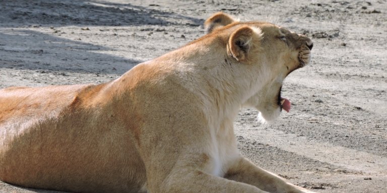 6 NIGHTS 7 DAYS ZANZIBAR AND SAFARIS SERENGETI AND NGORONGORO