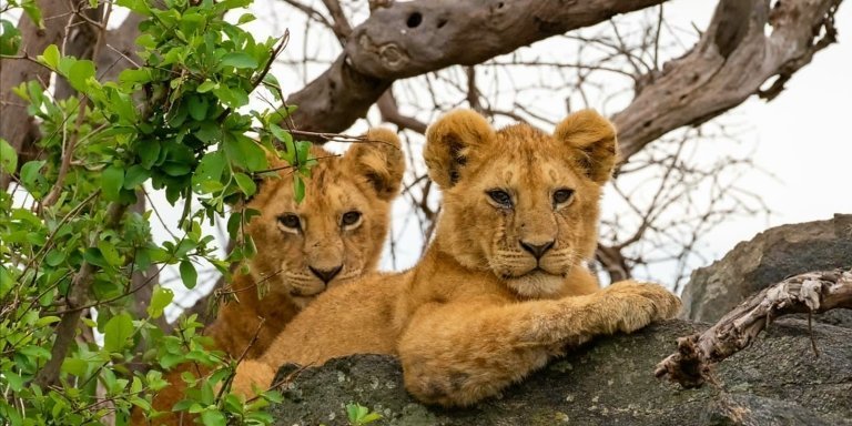4 Days safari in Tanzania