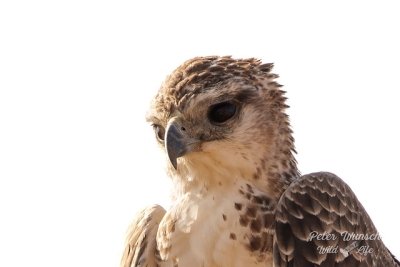 21 DAYS KENYA PHOTOGRAPHY SAFARI & DIANI  BEACH