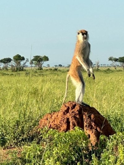 4 DAYS KILOMBERO CANOE, MIKUMI AND UDZUNGWA MOUNTAINS SAFARI IN TANZAN