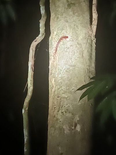 4D3N Explorer Package to Taman Negara /x Kuala Lumpur