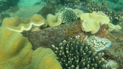 Snorkeling - Fishing to the South Phu Quoc
