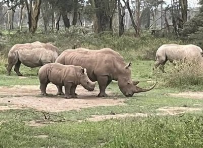 Lake Nakuru National Park Private Day Tour