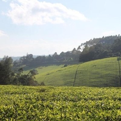DAY TOUR TO KIAMBETHU TEA FARM