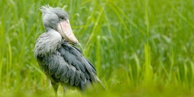 Birder's Paradise & Wildlife Extravaganza: Chimps, Gorillas & More