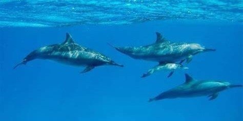 8-Hour Marsa Alam: Sataya Reefs Dolphin Snorkel Cruise With Lunch
