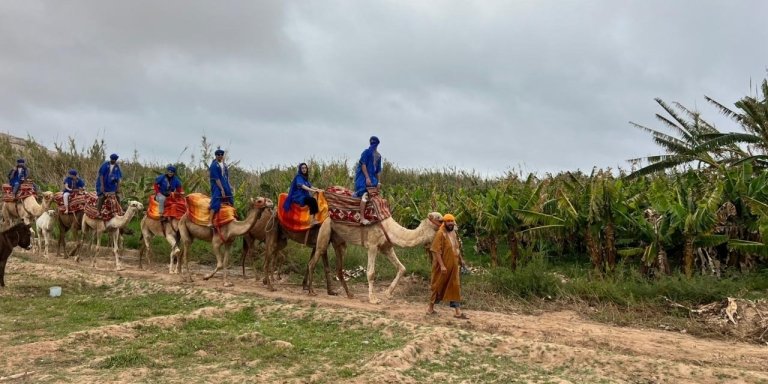 Sunset Camel Ride with BBQ Dinner & Transfer