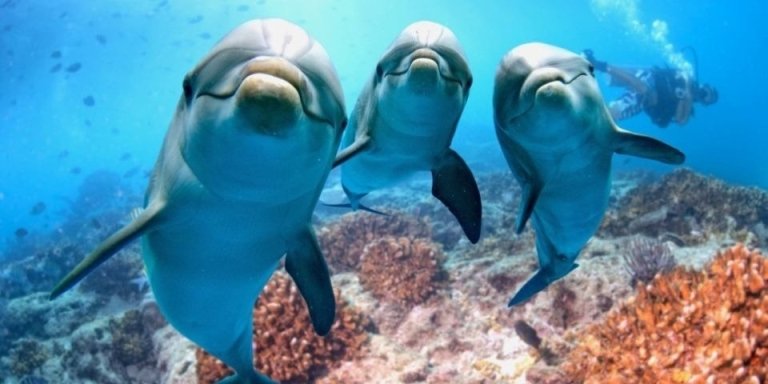 5-Hour Hurghada: Dolphin Watching Boat Tour With Snorkeling & Lunch