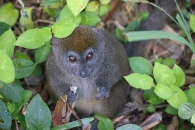 5-day Wildlife Discovery Tour to Palmarium