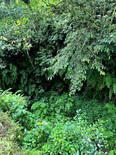 CYCLING ADVENTURE TO WILD JUNGLE TREKKING