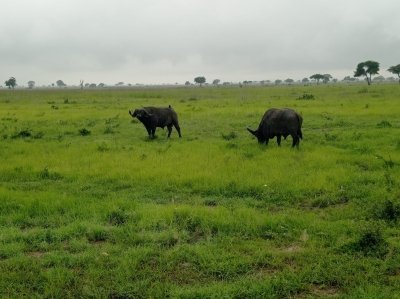 3-Day Mikumi Adventure Safari