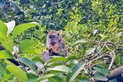 Kuala Lumpur: Bird Park Day Ticket & 1-Way Transfer (Shared)