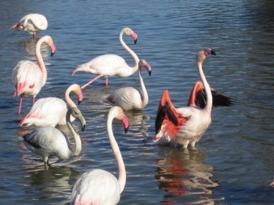 The flamingos and traditions of Camargue Nature Park