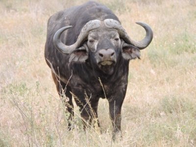 9 NIGHTS 10 DAYS ZANZIBAR AND SAFARIS MIDRANGE PACKAGE: