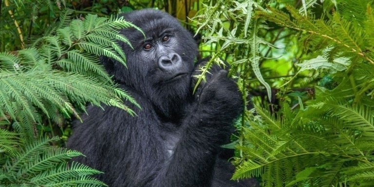 3-Day Bwindi & Lake Bunyonyi Budget Tour