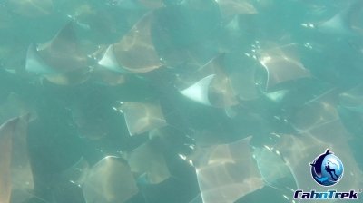 Private Mobula Ray Snorkeling Safari