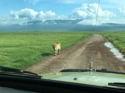 Elephant Safari Discover Tanzania