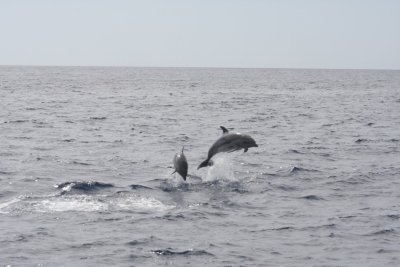 Seaborn Catamaran Dolphin and Whale Watching