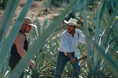 The Ancestral Flavor: Mezcal and Gastronomic Tour