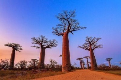 8 days of the famous Tsingy de Bemaraha