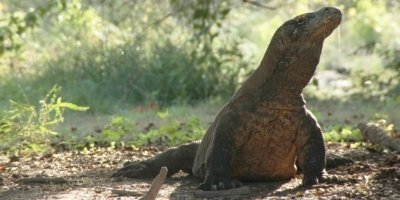 4 Days Photography Tour To Komodo National Park,Indonesia