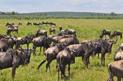 3 Days group Joining Budget Safari Masai Mara from Nairobi by Minivan