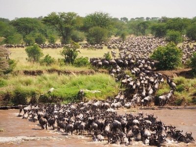 4 Day Maasai Mara Lake Nakuru budget joining group Safari from Nairobi