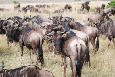 4 Days Masai Mara Naivasha Private Budget Camping Safari by  Minivan
