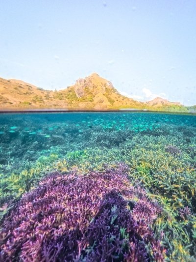 Komodo Shore Excursion From Cruise Ship