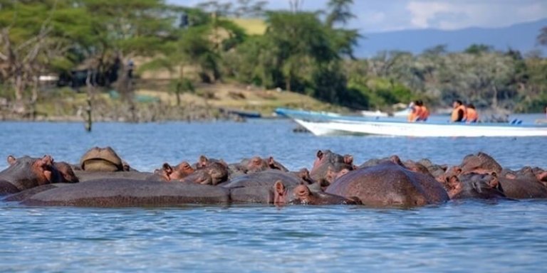 5 days Maasai Mara and the Lakes Kenya Budget Safari