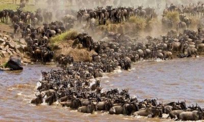 5 day Nakuru Naivasha Masai Mara Budget group joining tour Minivan