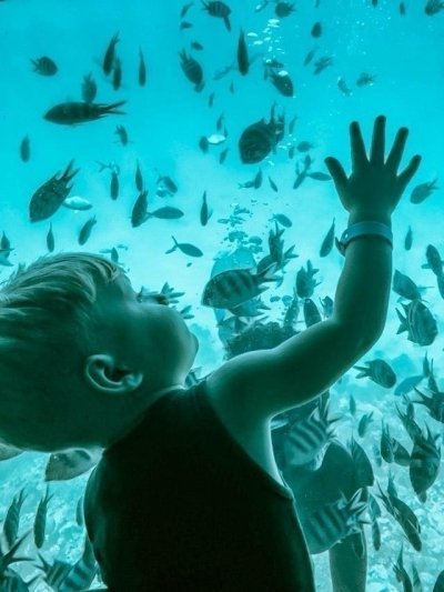 Semi Submarine trip 2 hours