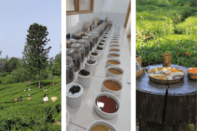 Kangra Valley Day Trip - TEA GARDEN TOUR & KANGRI DHAM, BAIJNATH SHIV