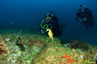 Introduction to Eco-Diving