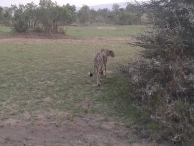 3 Days Masai Mara Budget Group Joining Safari from Kisumu by Minivan