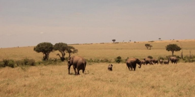 3 Days Masai Mara Cheap Budget Safari from Kisumu