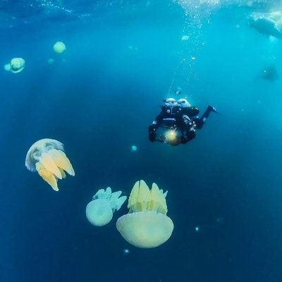 Underwater Naturalist