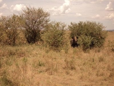 4 Days Masai Mara Lake Nakuru Budget group joining tour from Kisumu