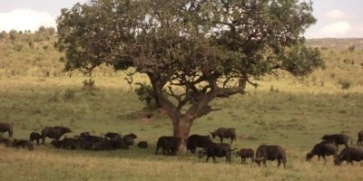 4 Days Masai Mara & Lake Nakuru Budget Travel from Kisumu