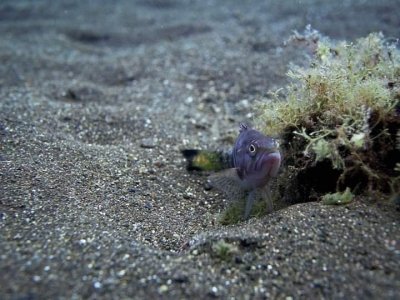 Diving trip from hurghada