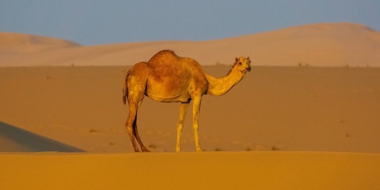 5-Hour From Sharm El Sheikh: Bedouin Village, Camel Ride & Dinner